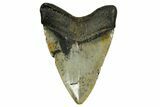 Fossil Megalodon Tooth - North Carolina #378016-2